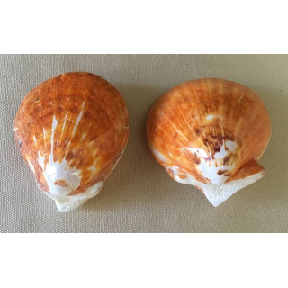 Polished orange spondyle 7/8cm by 12