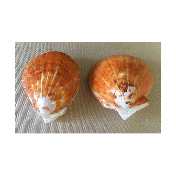 Spondyle Orange poli 7/8cm par 12