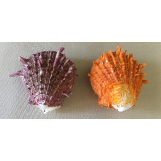 Spondyle Orange 5/7cm by 6