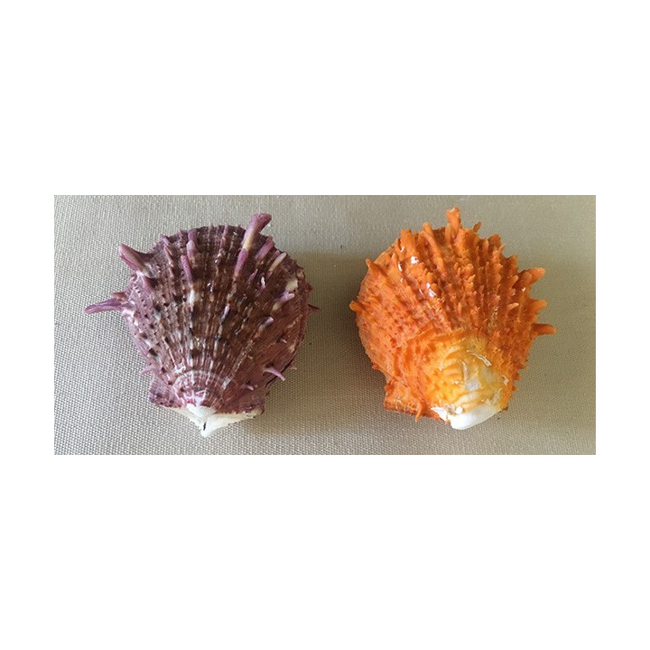 Spondyle Orange 5/7cm par 6