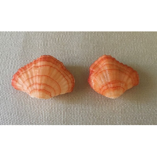 Brachiopode Orange 3/4cm par 6