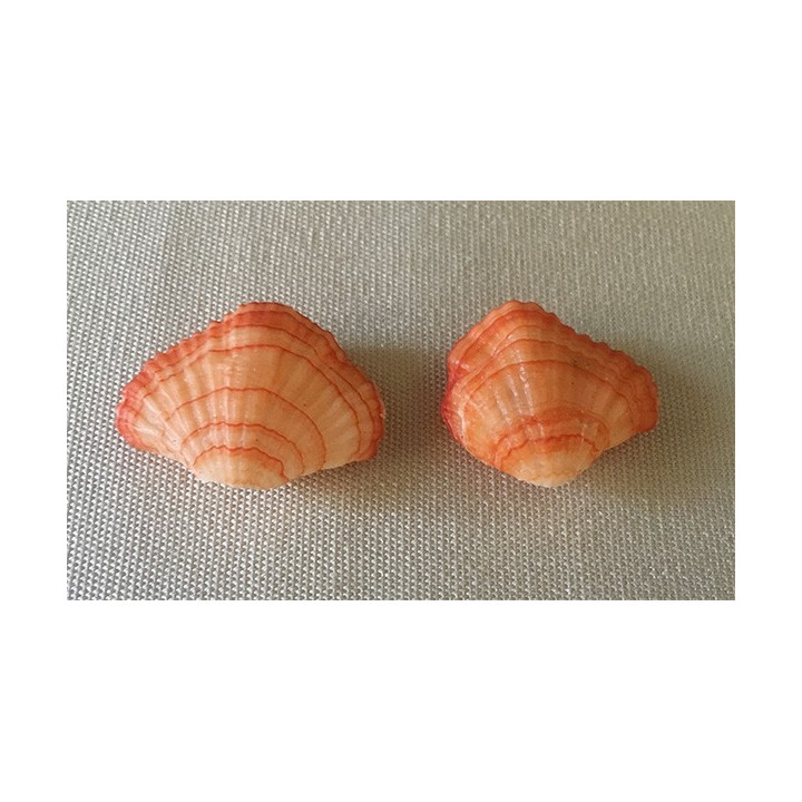 Orange Brachiopod 3/4cm by 6