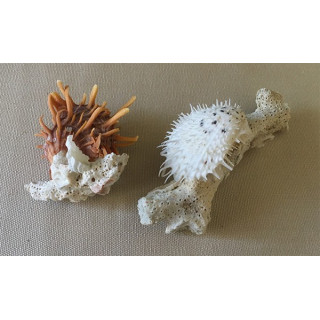 Spondyle with arborescence 7/10cm by 10