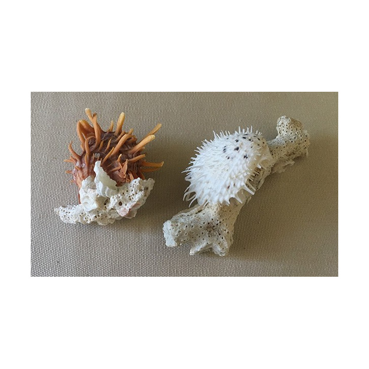 Spondyle with arborescence 7/10cm by 10