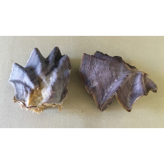 Lopha Crête de Coq simple 6/8cm par 12