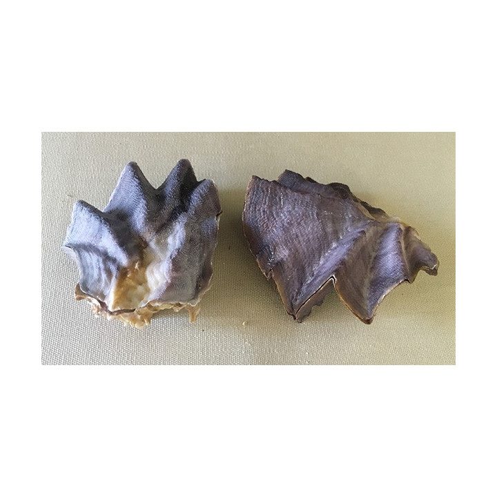 Lopha Crête de Coq simple 6/8cm par 12