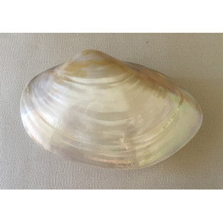 Natural Clam 10/13 cm lot of 12