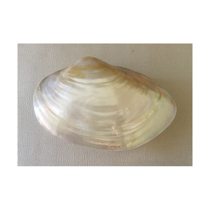 Clam Naturel 10/13 cm lot de 12