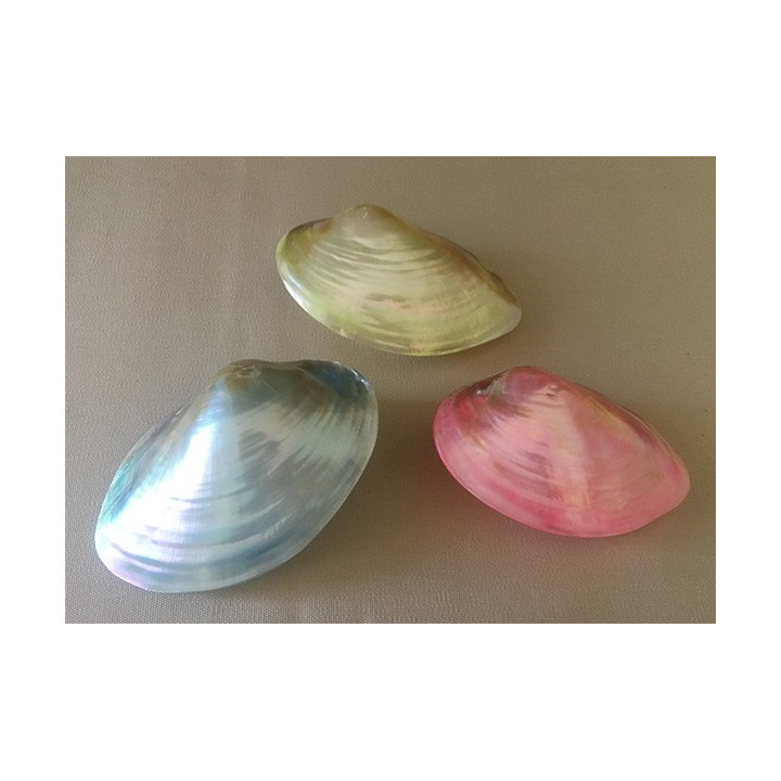 CLAM COLORE CA 10/13cm