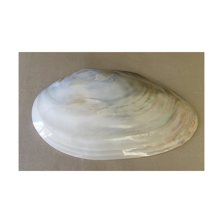 Clam Chinois Valve 19/23cm par 6