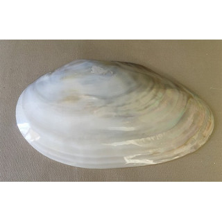 Chinese Clam Valve 24/28cm by 6