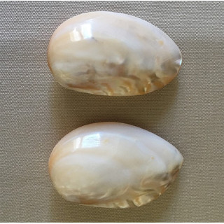 Clam Chinois en Paire 7/9cm par 12