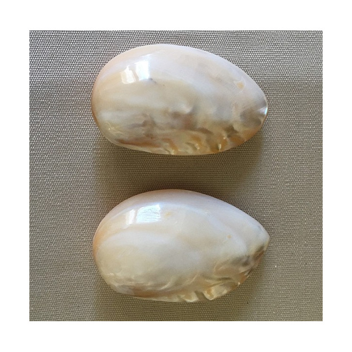 Chinese Clam in Pair 7/9cm by 12