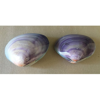 Purple Clam 5/6cm by 12