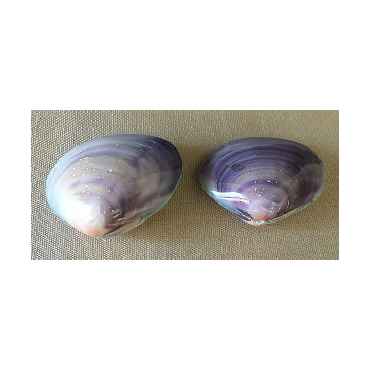 Purple Clam 5/6cm by 12