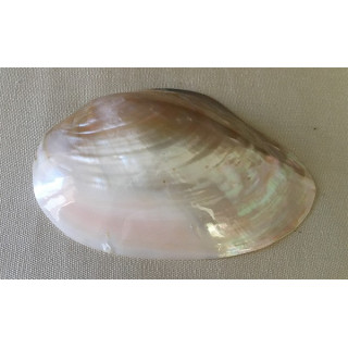 Chinese clam valve 12/14cm by 12