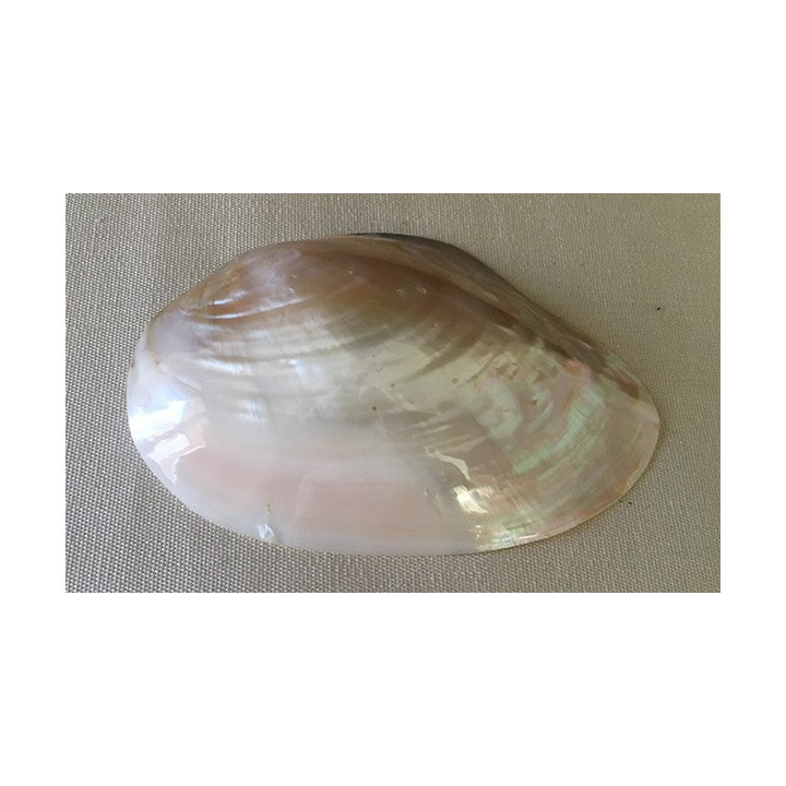 Chinese clam valve 12/14cm by 12