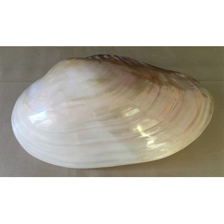 Pearlized Clam in Pair 24/26cm by 1