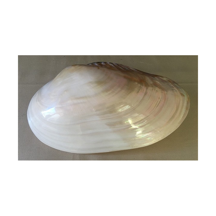 Clam Nacré en Paire 24/26cm par 1