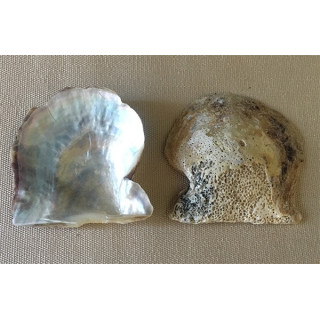 Pteria Valve unpolished 4/6cm by 12