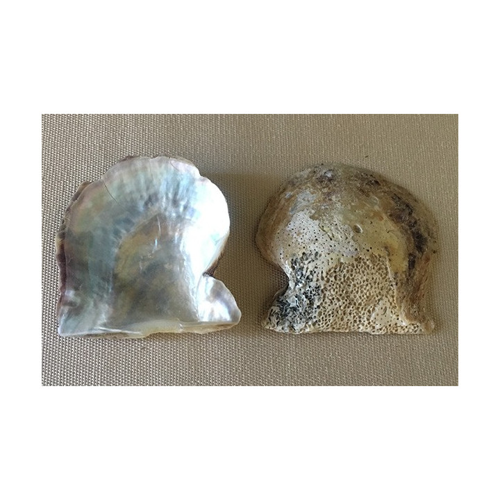 Pteria Valve unpolished 4/6cm by 12