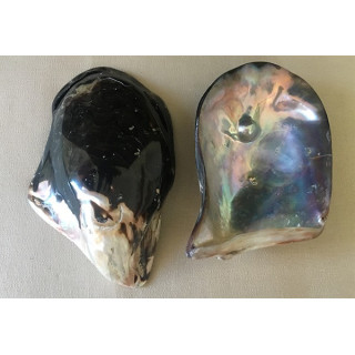 Polished pteria with pearl 15/18cm by 1