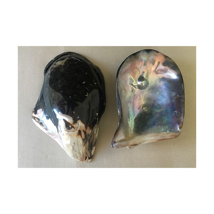 Polished pteria with pearl 15/18cm by 1