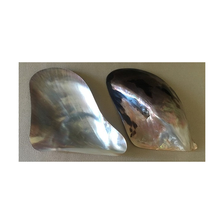 Pteria 8/10cm par 25