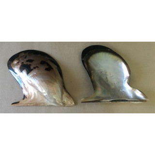 Pteria 16/20cm par 6