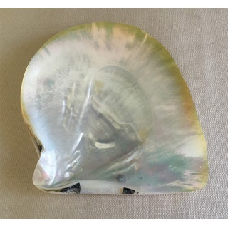 Polished pearl oyster 14/17cm by 3