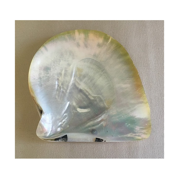 Polished pearl oyster 14/17cm by 3