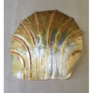 Polished Carved Pearly Oyster 15/17cm by 3