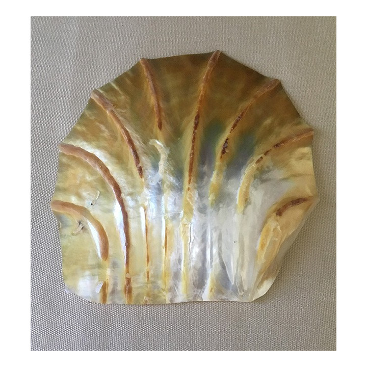 Polished Carved Pearly Oyster 15/17cm by 3