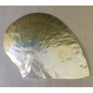 Polished pearl oyster MOP 18cm by 1