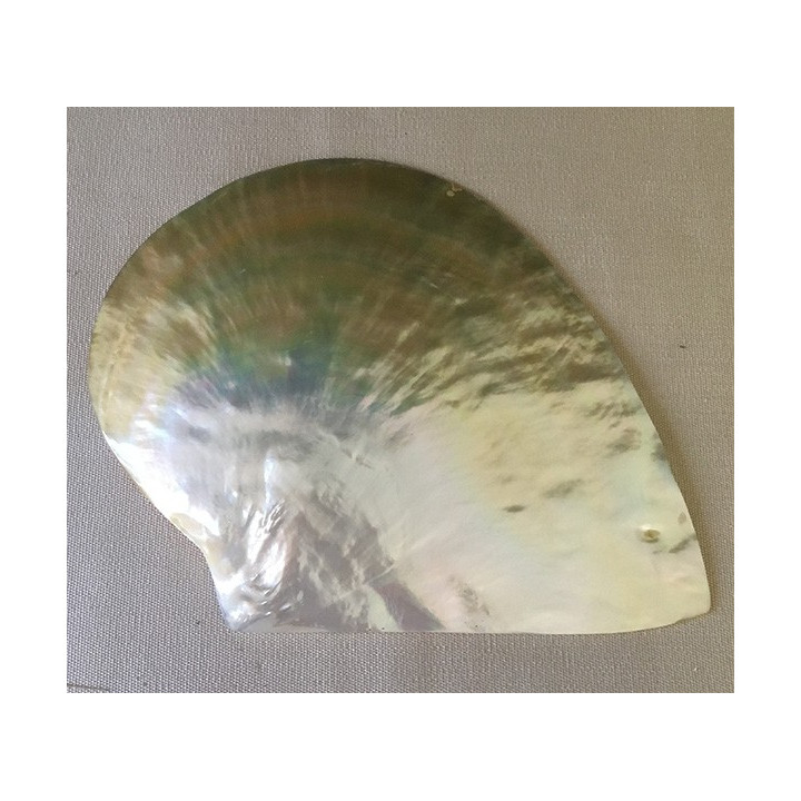 Polished pearl oyster MOP 18cm by 1