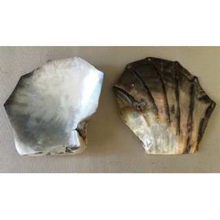 Polished sculpted pearl oyster 11/13cm by 6