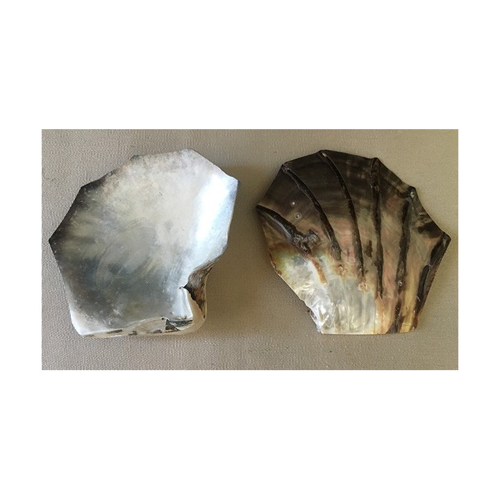 Polished sculpted pearl oyster 11/13cm by 6