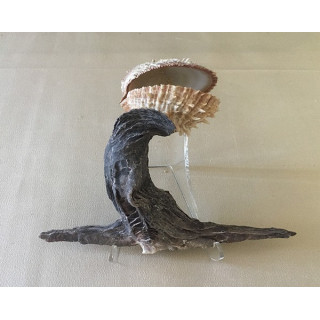 Oyster Hammer - Spondyle 15/20cm lot of 3