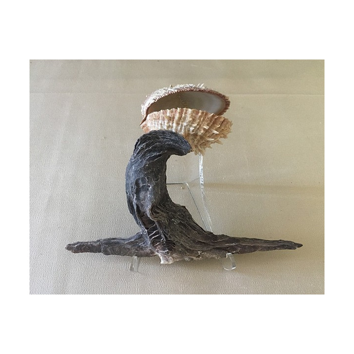 Huître Marteau & Spondyle 15/20cm lot de 3