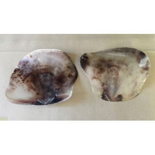 Saddle Shell (PLACUNA) 10/16cm par 12