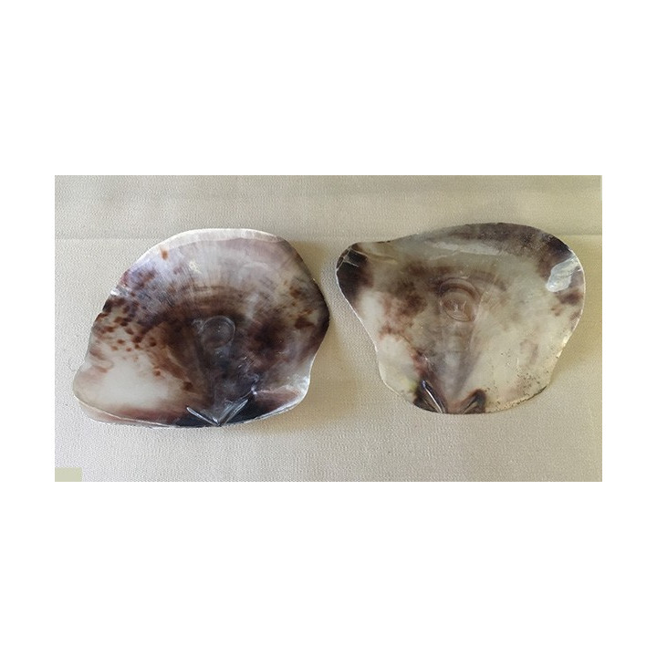 Saddle Shell (PLACUNA) 10/16cm by 12