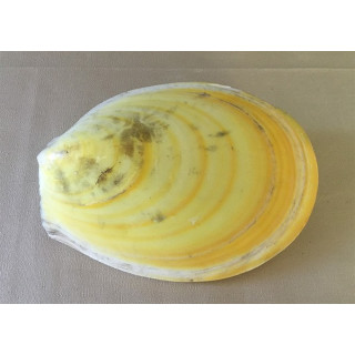 Lima Lima Jaune 18/20cm par 12