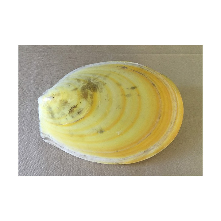 Lima Lima Jaune 18/20cm par 12