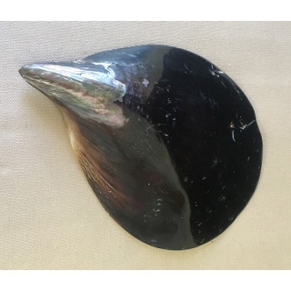 Pen Shell Valve 18/25cm by 6