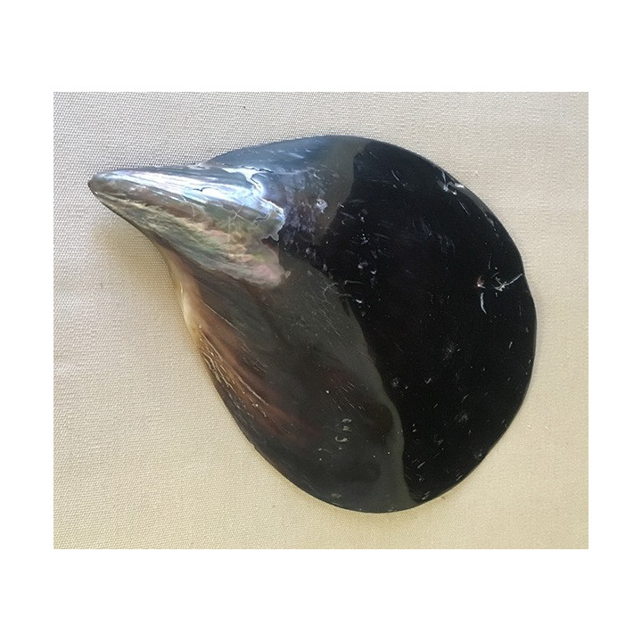 Pen Shell Valve 18/25cm par 6