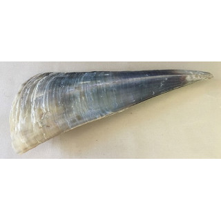 Pen Shell Bicolore 27/30cm par 2