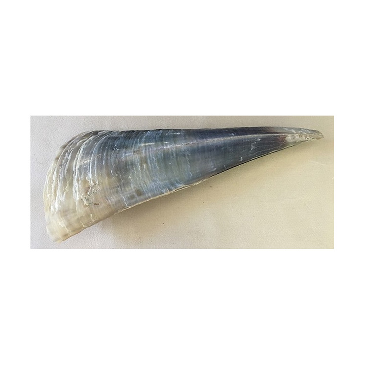 Pen Shell Bicolore 27/30cm par 2