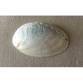 Abalone Ronde Nacrée 4/5cm par 50