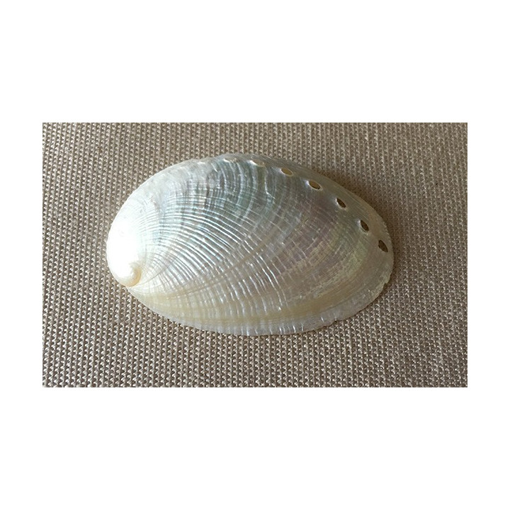 Pearly round abalone 4/5cm by 50
