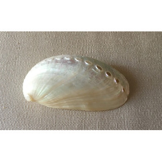 Abalone Nacrée Longue 5/6cm par 50